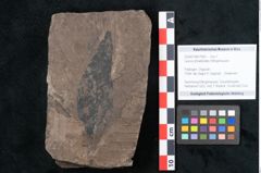 Foto (Objekt + Etikett) von Laurus phoeboides Ettingshausen (NHMW-GEO-2024-0188-7992)